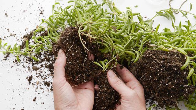DIY: как сделать каскадную люстру с живым растением